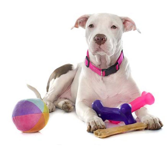 juguetes mascotas bolas, pelota, mordedores